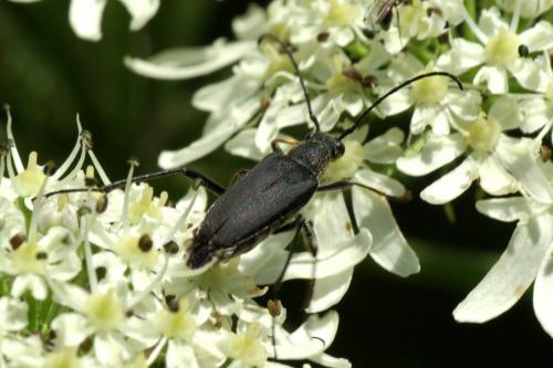 Anastrangalia dubia
