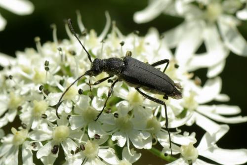 Anastrangalia dubia
