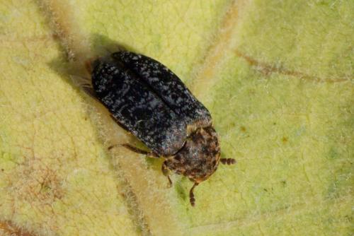 Réf. 174 484 : Dermestes undulatus