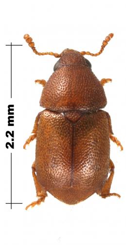 Kateretes rufilabris