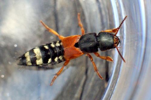 Réf. 174 468 : Platydracus stercorarius
