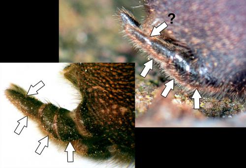 Réf. 174 079 : Atypus piceus