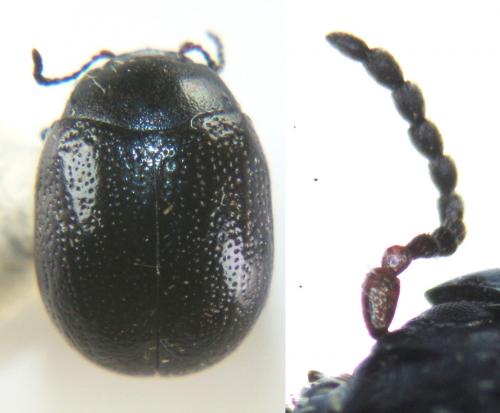 Réf. 174 548 : Chrysolina haemoptera