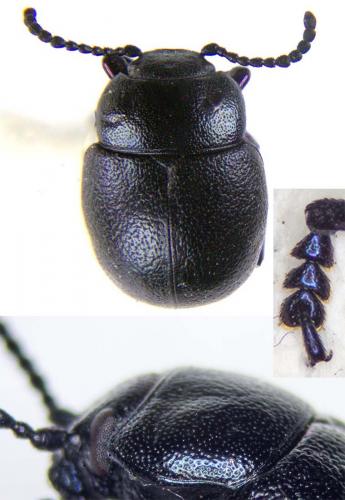 Timarcha goettingensis