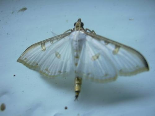 Palpita metallata