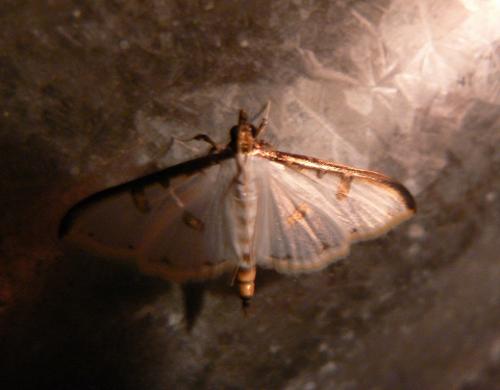 Palpita metallata