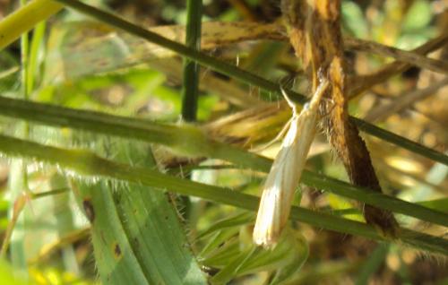 Réf. 174 496 : Agriphila straminella