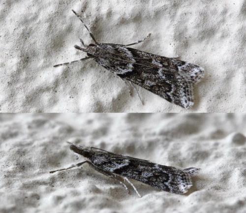 Réf. 174 529 : Eudonia angustea