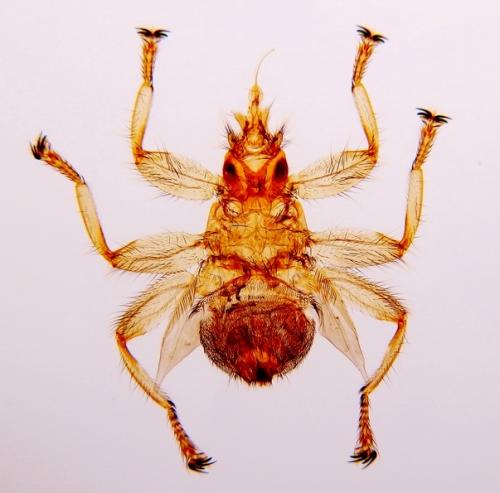 Crataerina pallida