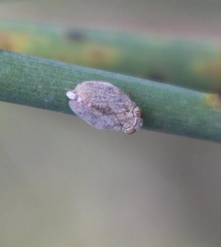 Latilica maculipes