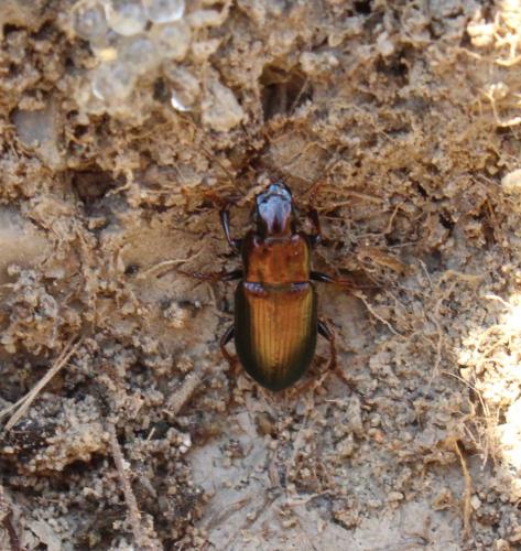 Réf. 174 850 : Harpalus sp.