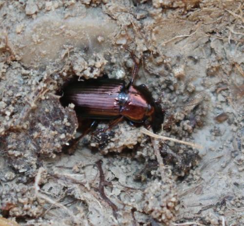 Réf. 174 853 : Harpalus sp.