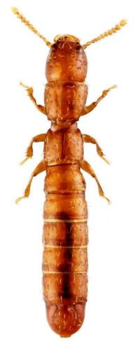 Réf. 174 686 : Cylindropsis sardoa