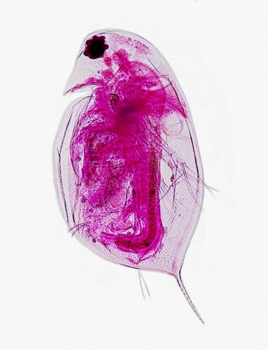 Daphnia sp.