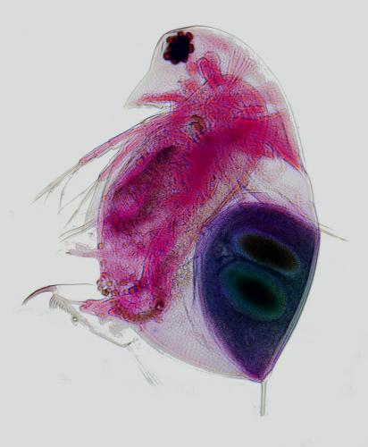 Daphnia pulex