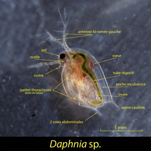 Daphnia sp.