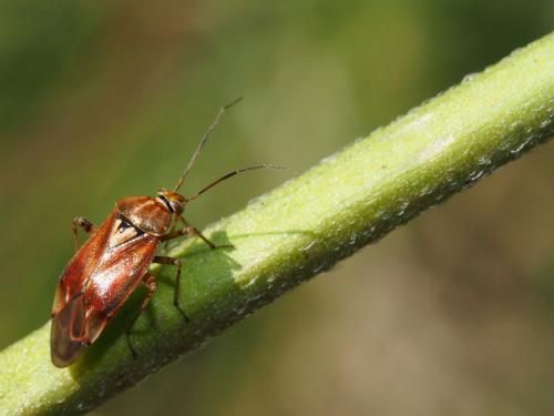 Lygus sp.