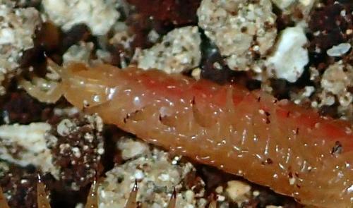 Himantarium gabrielis