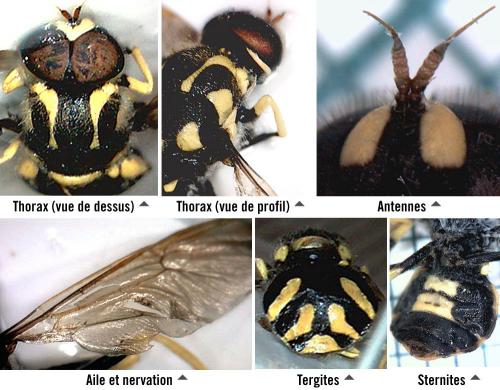 Oxycera meigenii