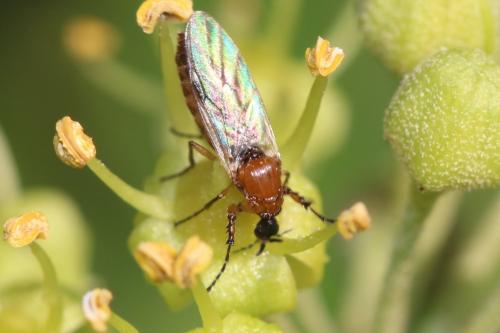 Réf. 174 125 : Dilophus bispinosus