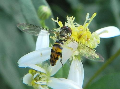 Toxomerus geminatus