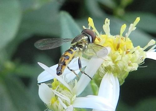 Toxomerus geminatus