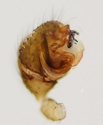 Diplocephalus picinus