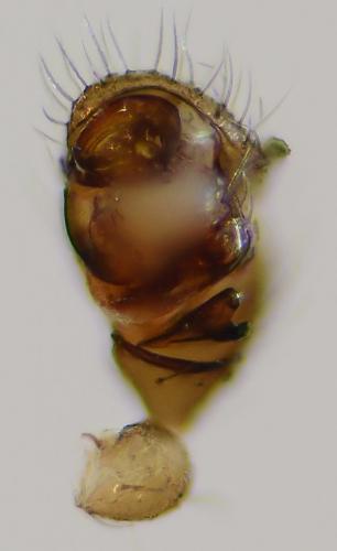 Diplocephalus picinus