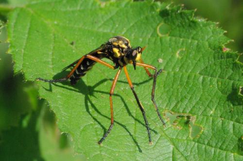 Réf. 174 572 : Molobratia teutonus