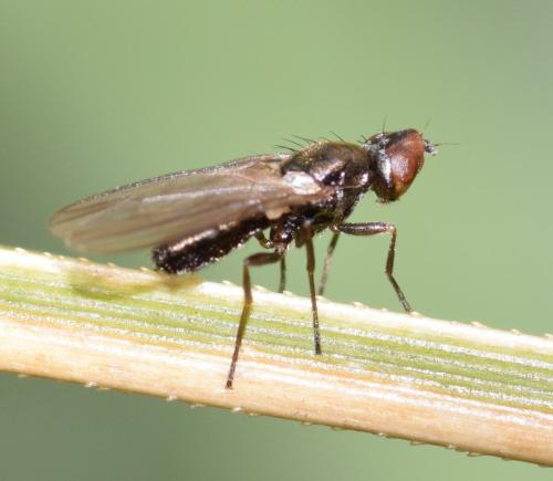 Chamaepsila homochroa