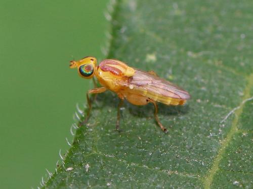 Réf. 174 876 : Meromyza sp.
