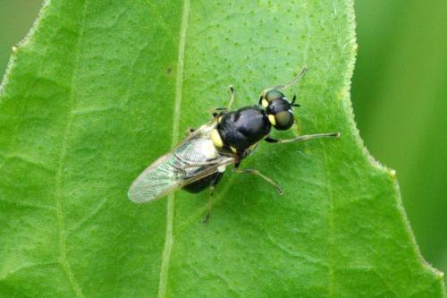 Oxycera leonina