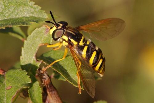 Réf. 174 179 : Chrysotoxum elegans