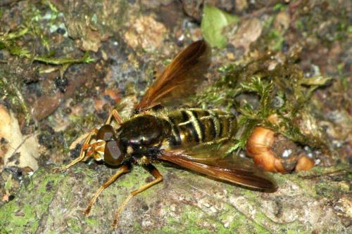 Caliprobola speciosa