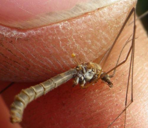 Tipula pagana