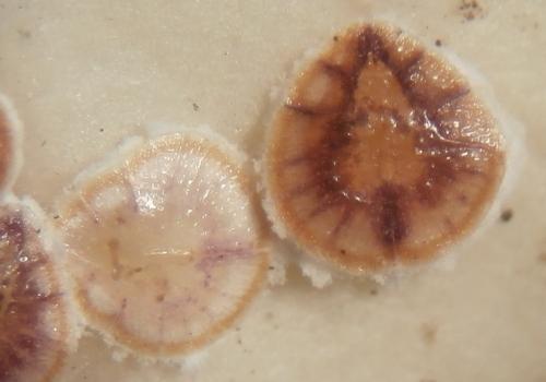 Réf. 174 479 : Protopulvinaria pyriformis