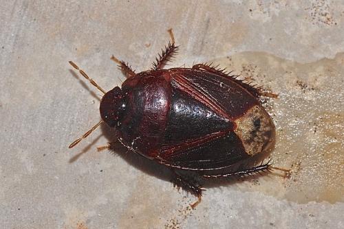 Réf. 174 376 : Macroscytus brunneus