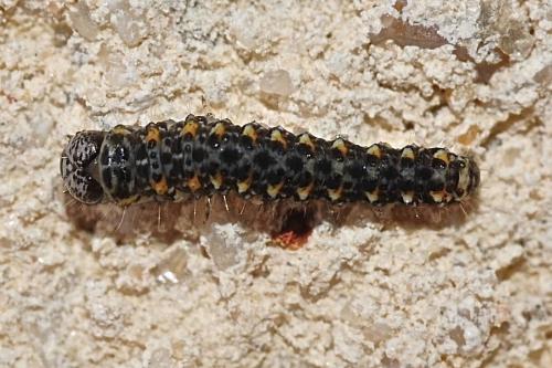 Bryophila sp.