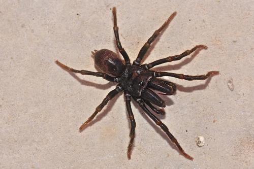 Atypus sp.