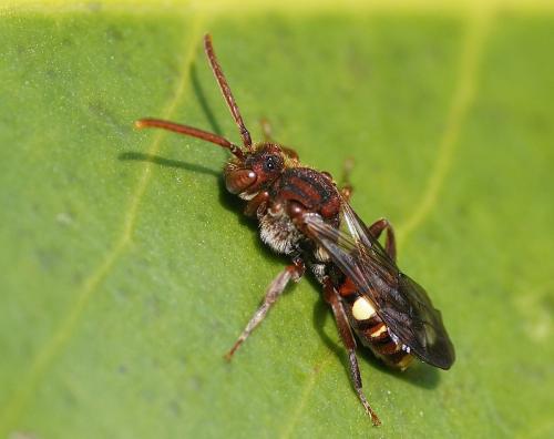 Réf. 174 655 : Nomada sp.