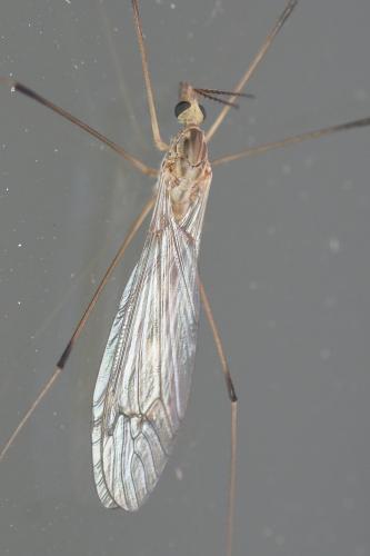 Tipula sp.