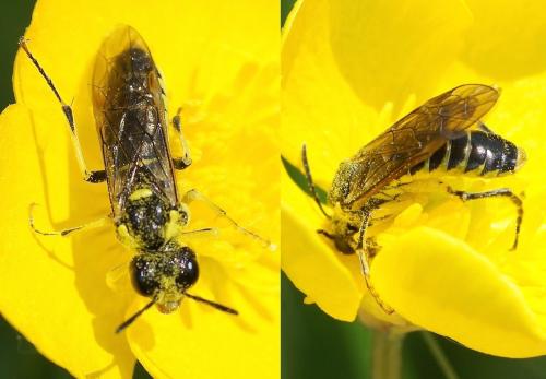 Tenthredo sp.