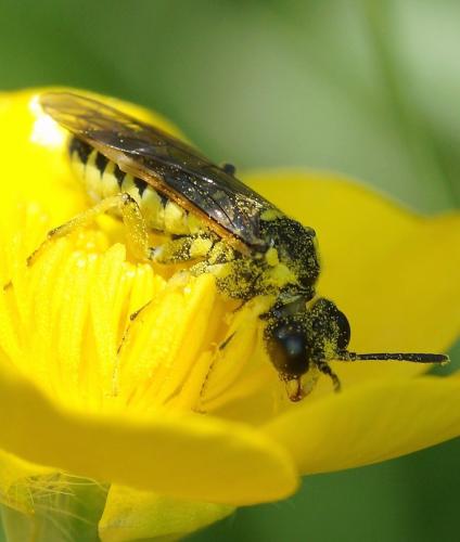 Tenthredo sp.