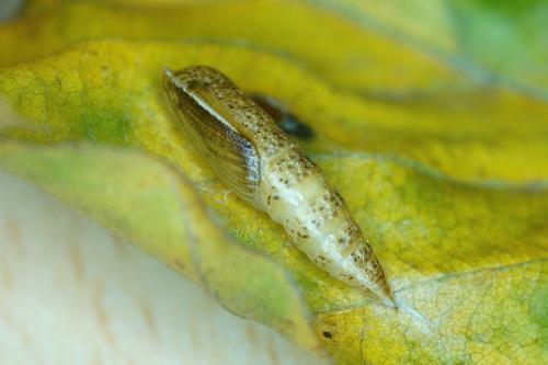 Réf. 174 120 : Cyclophora linearia