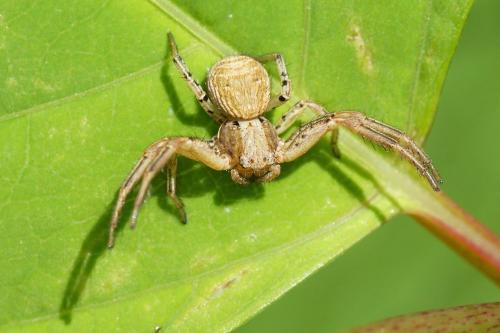 Xysticus sp.
