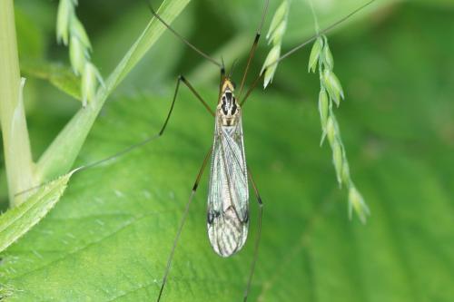 Nephrotoma quadrifaria