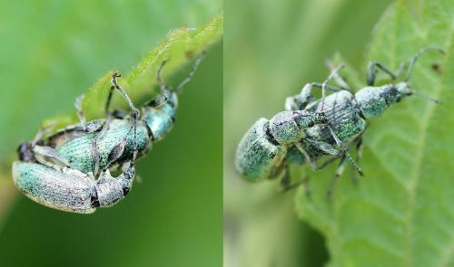 Réf. 174 695 : Phyllobius pomaceus