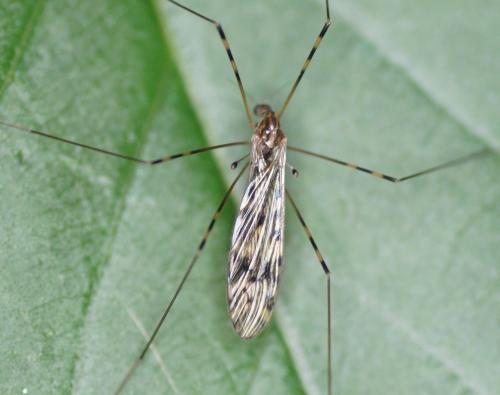 Réf. 174 534 : Limonia nubeculosa