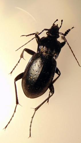 Carabus nemoralis