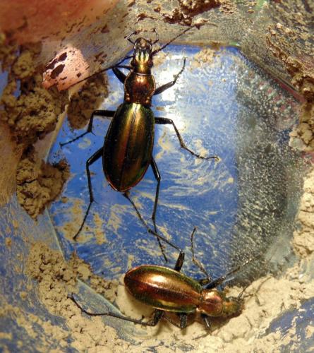 Réf. 174 839 : Carabus splendens